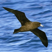 Parkinson's Petrel