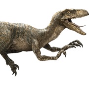 Velociraptor