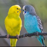 Parakeets