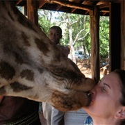Giraffe House Wildlife Awareness Centre, South Africa