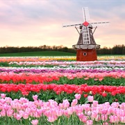 Go See a Tulip Farm in Holland