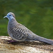 Zebra Dove