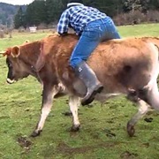 Ride a Cow