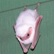Bat