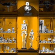 Hunterian Museum, London