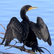 Cormorant
