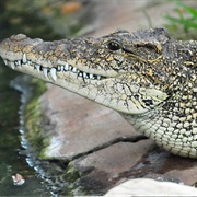 Cuban Crocodile