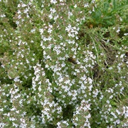 Common Thyme (Thymus Vulgaris)