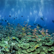 Blue Corner Wall, Palau