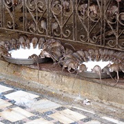 Karni Mata (Rat Temple), Rajasthan, India