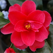 Camellia