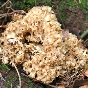 Cauliflower Fungus (Sparassis Crispa)