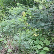 Gemsbok Bean / Marama Bean (Tylosema Esculentum)