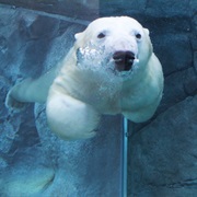 Journey to Churchill at the Assiniboine Park Zoo