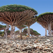 Socotra