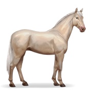 Irish Hunter - Cremello