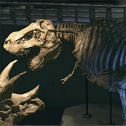 T Rex Skull