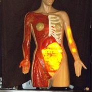 The Creepy Anatomy Model in Giraffe Van