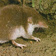 Bicolored Shrew