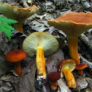 Weeping Milk Cap (Lactifluus Volemus)