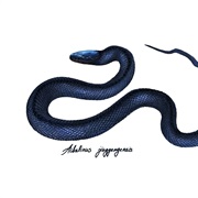 Zong&#39;s Odd Scaled Snake