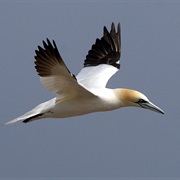 Northern Gannet