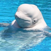 Beluga Whale
