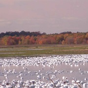 Prime Hook National Wildlife Refuge