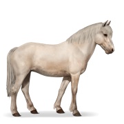 Newfoundland Pony - Cremello