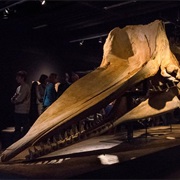 Zoological Museum Copenhagen