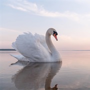 Swan