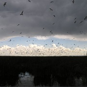 Market Lake Wildlife Management Area, Idaho