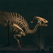 Parasaur Skull