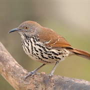 Long-Billed Thrasher