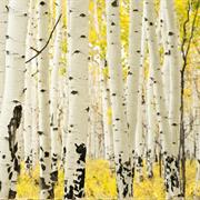 Hike in an Aspen Colony During Peak Colors