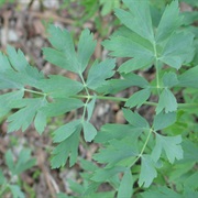 California Rock Parsnip (Lomatium Californicum)