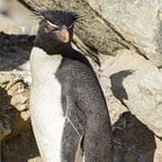 Rockhopper Penguin