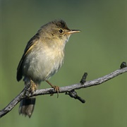 Marsh Warbler