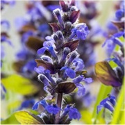 Hyssop