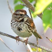 Song Sparrow