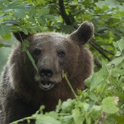 Tara National Park, Serbia