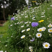 Flatford Wildlife Garden