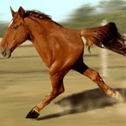 Retarded Running Horse