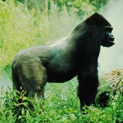 Eastern Lowland Gorilla
