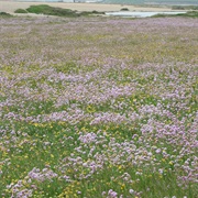 Poole Harbour, Purbeck, Portland & Fleet England