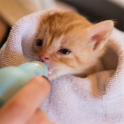 Bottle Feed a Kitten