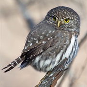 Northern Pygmy-Owl