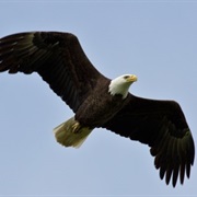 Bald Eagle (United States)