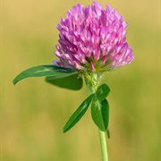 Red Clover (Trifolium Pratense)