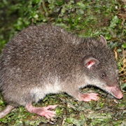 Grey-Bellied Shrew Opossum